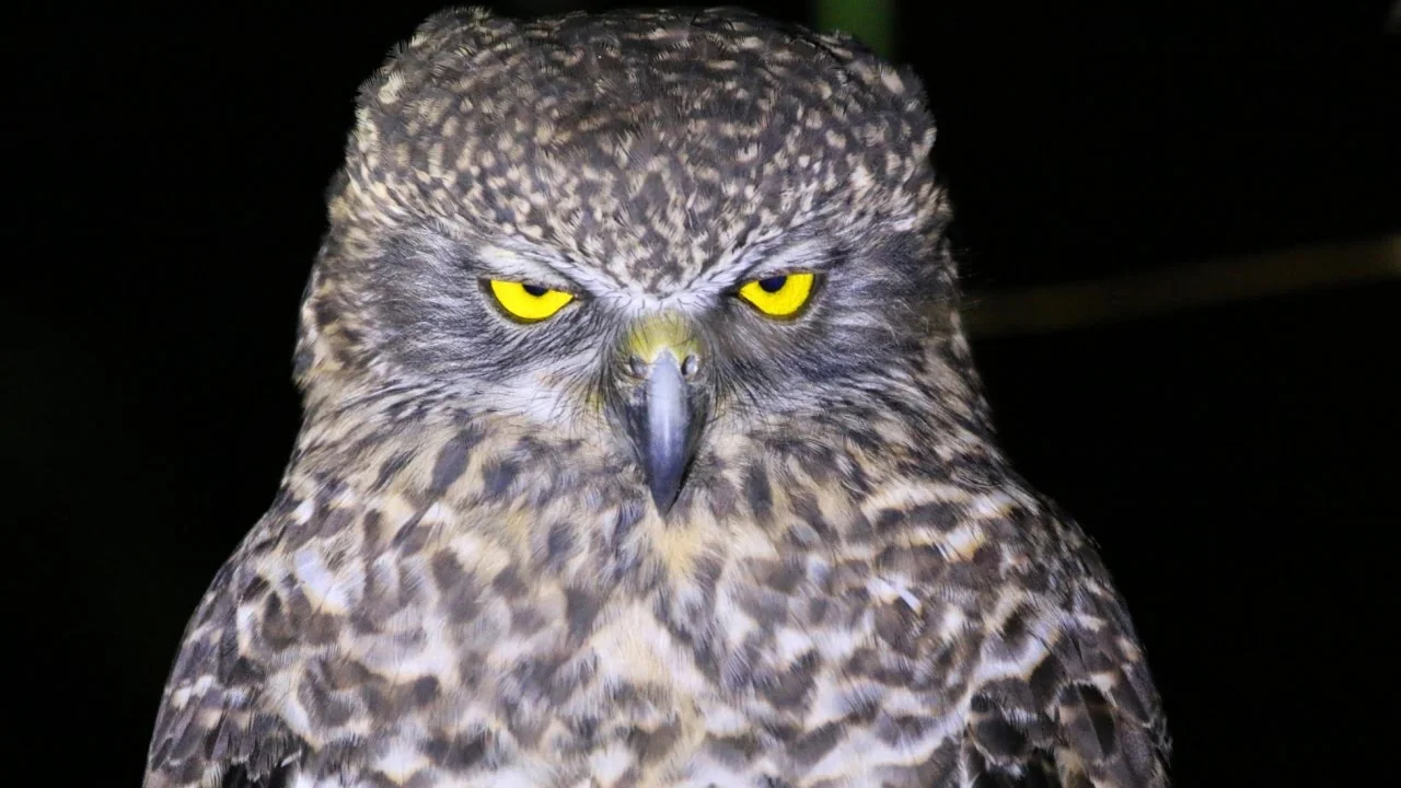 powerful owl 2.jpg