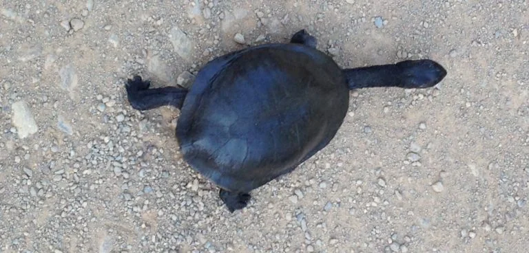 snake-neck-turtle-768x368.jpg