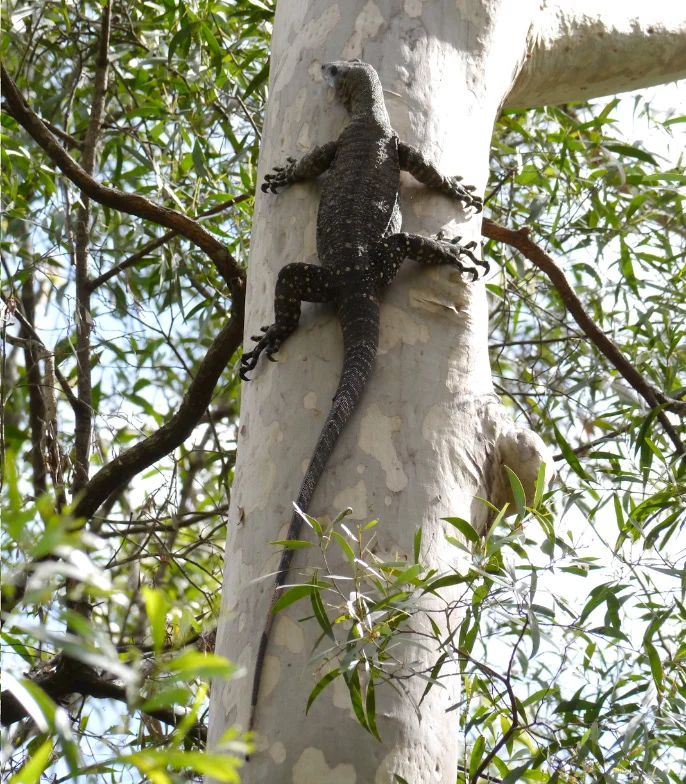 goanna-sm.jpg