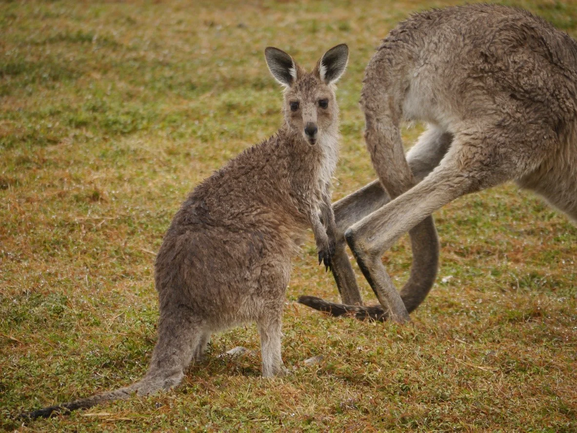 kangaroo.jpg
