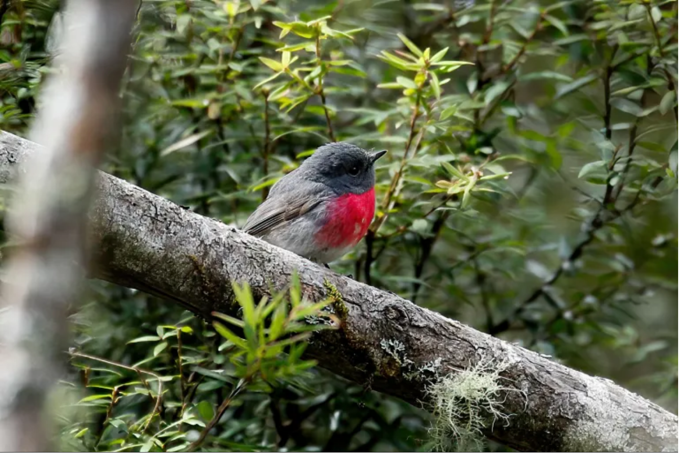 'The Naturalist Journey' Bird Language Retreat