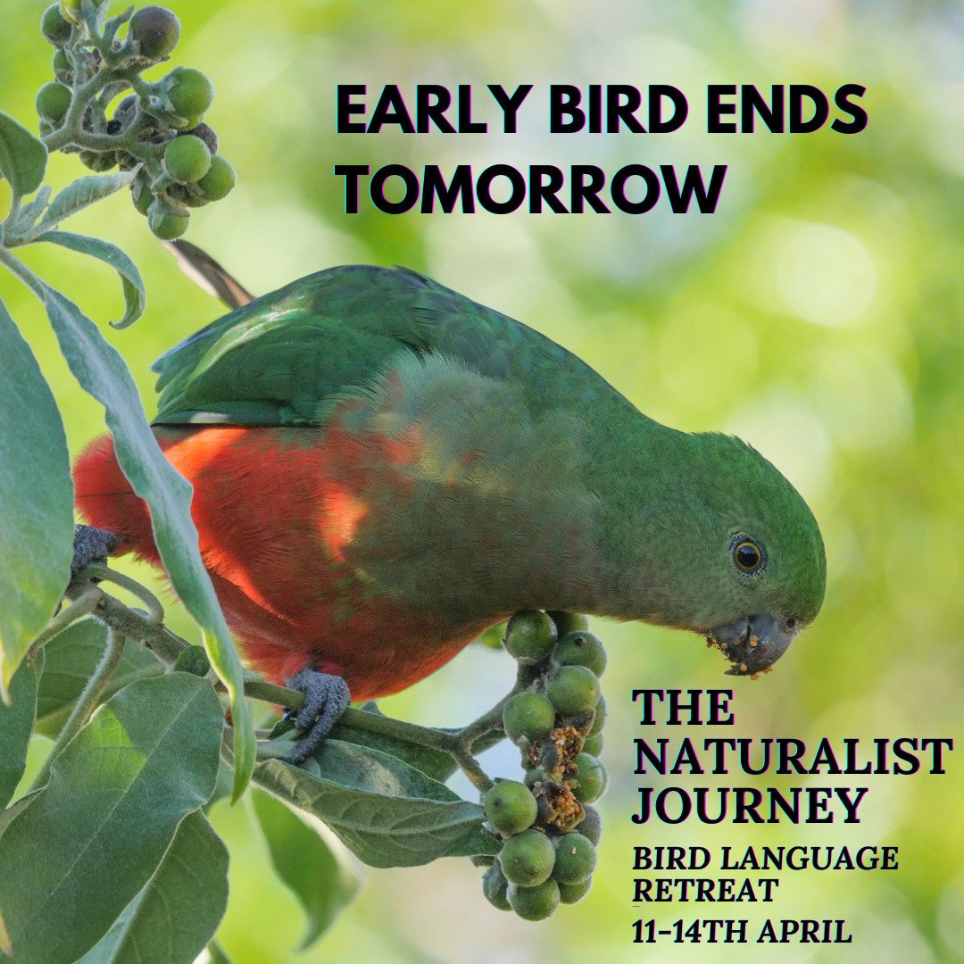 Learning bird language can, quite literally, extend your life, reduce stress, improve brain functioning, aid in wound healing, extend attention span, relieve tension, mitigate eco-grief, elevate your sense of vitality and purpose, as well as bring yo