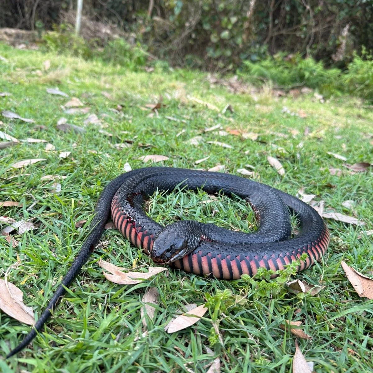 How to honour life when it&rsquo;s taken violently, as is the case for many of our native wildlife. As part of our family two month wildcrafting trip, we have transformed several wild creatures from roadsides into art, clothing and ceremonial pieces.
