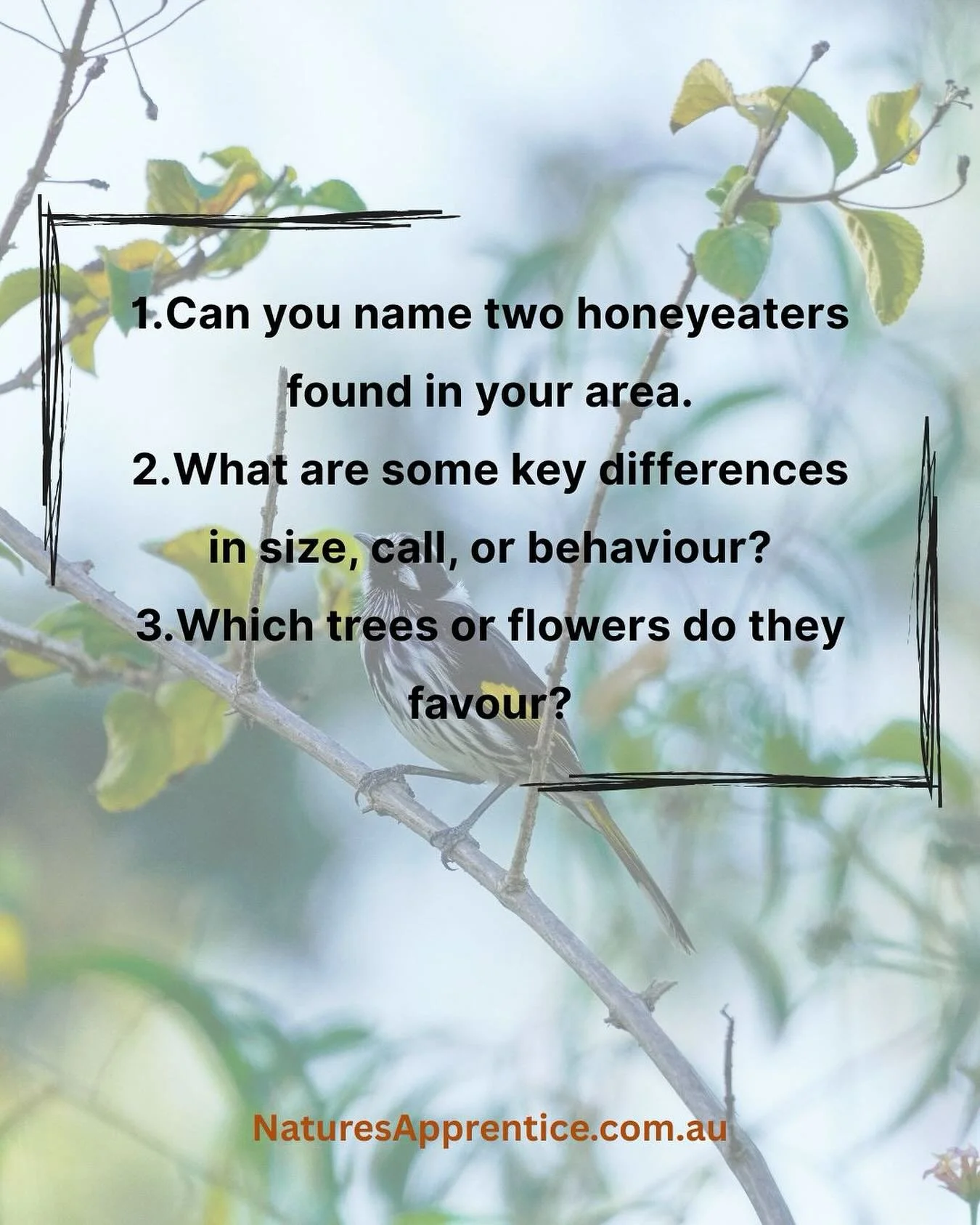 HONEYEATER TRACKING

You can hear them before you see them, flitting among blossoms, chattering in the canopy.
&nbsp;
Honeyeaters are among the most common and curious birds in Australia.
Their songs, colours, and feeding patterns reveal the secrets 