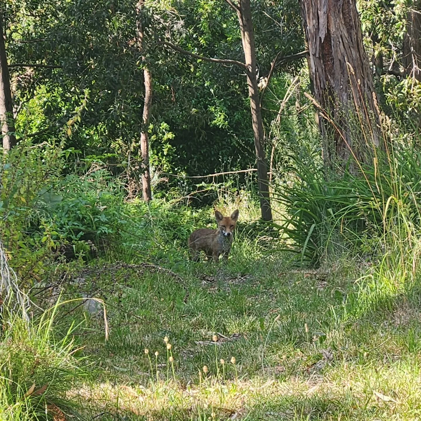 It had been three weeks since I'd visited my sit spot, and the excuses were building - too hot, too tired, too busy. Finally yesterday I mustered the courage.

On the way, while checking on the fast-growing zucchinis in the veggie patch, I heard a ru