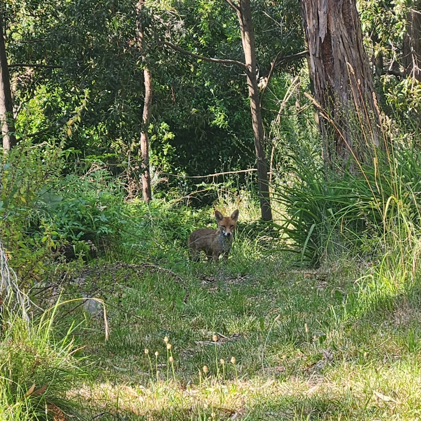 It had been three weeks since I'd visited my sit spot, and the excuses were building - too hot, too tired, too busy. Finally yesterday I mustered the courage.

On the way, while checking on the fast-growing zucchinis in the veggie patch, I heard a ru