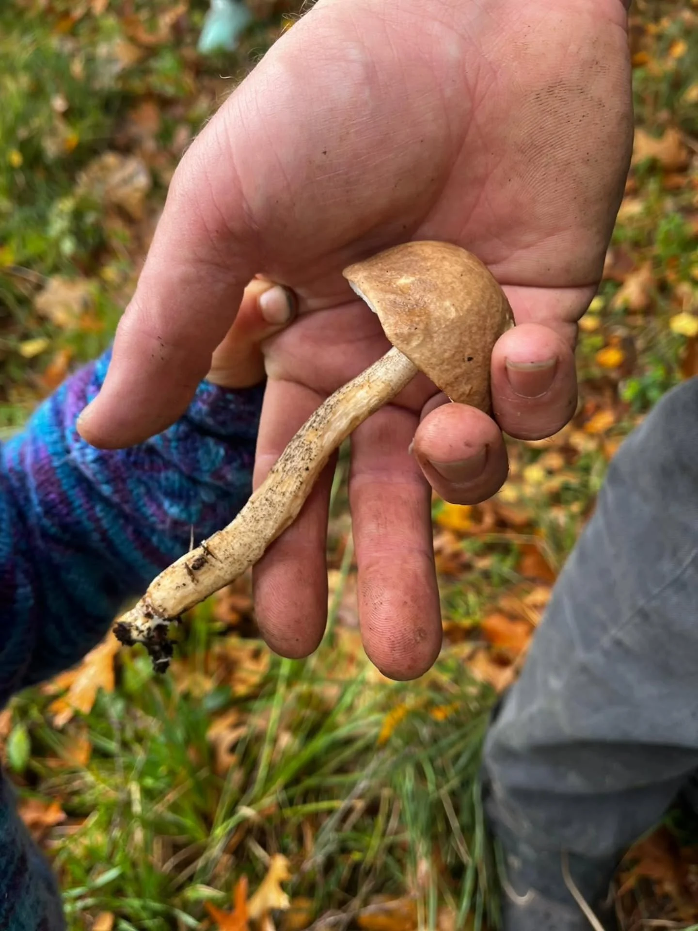 Each year I seem to bed down one more edible fungi in my slowing growing mushroom ID pantry. A family forage this week unearthed these beauties. Set amongst the autumn foliage, our fungi adventure lifted the heart. Now for the rissoto. Here are some 