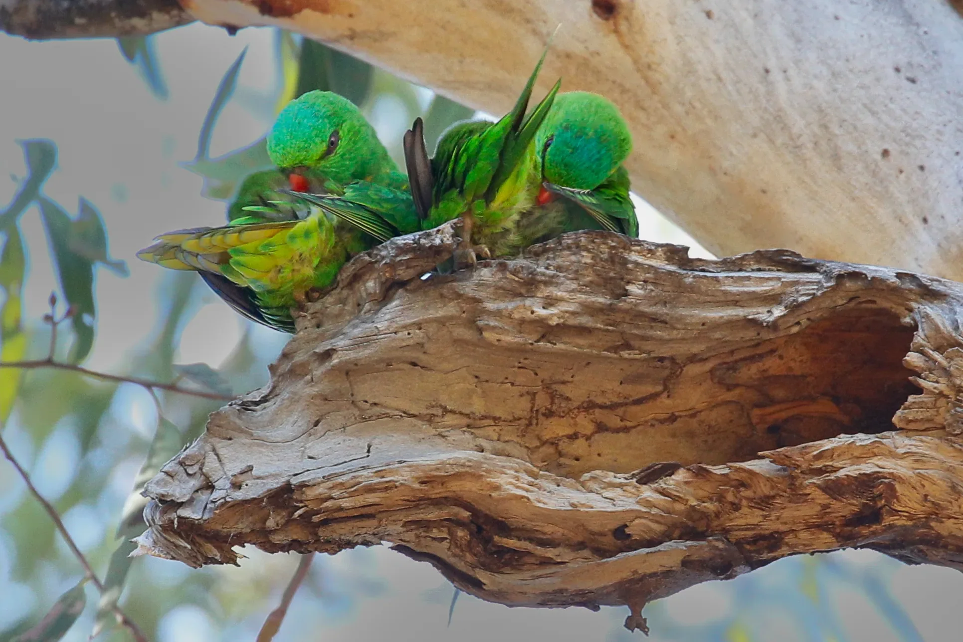 ‘The Naturalist Journey’ – Bird Language Retreat 2027