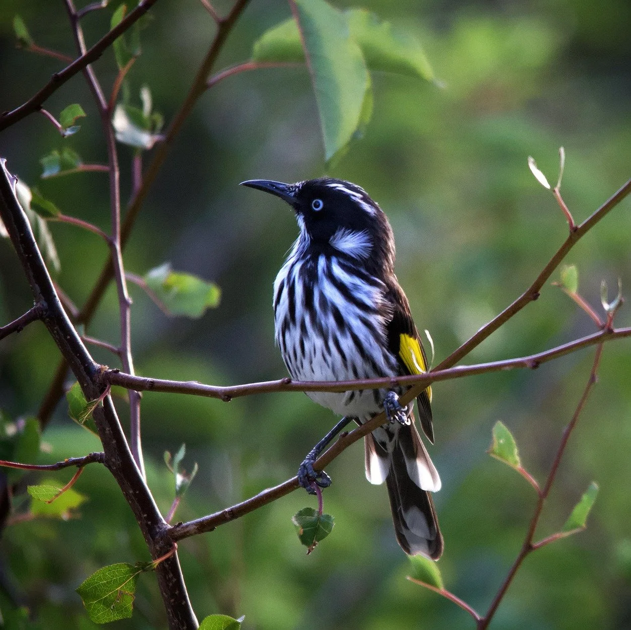 Earth Time Winter 2026: Bird Language and Expanded Awareness