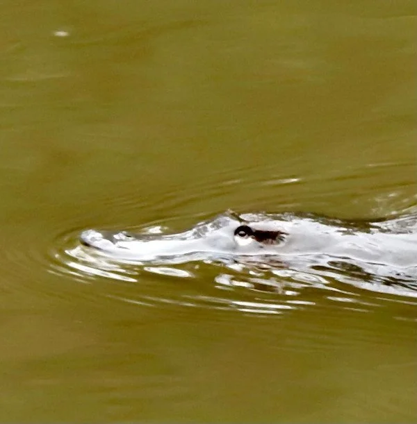 A creature of place - asking the sacred questions