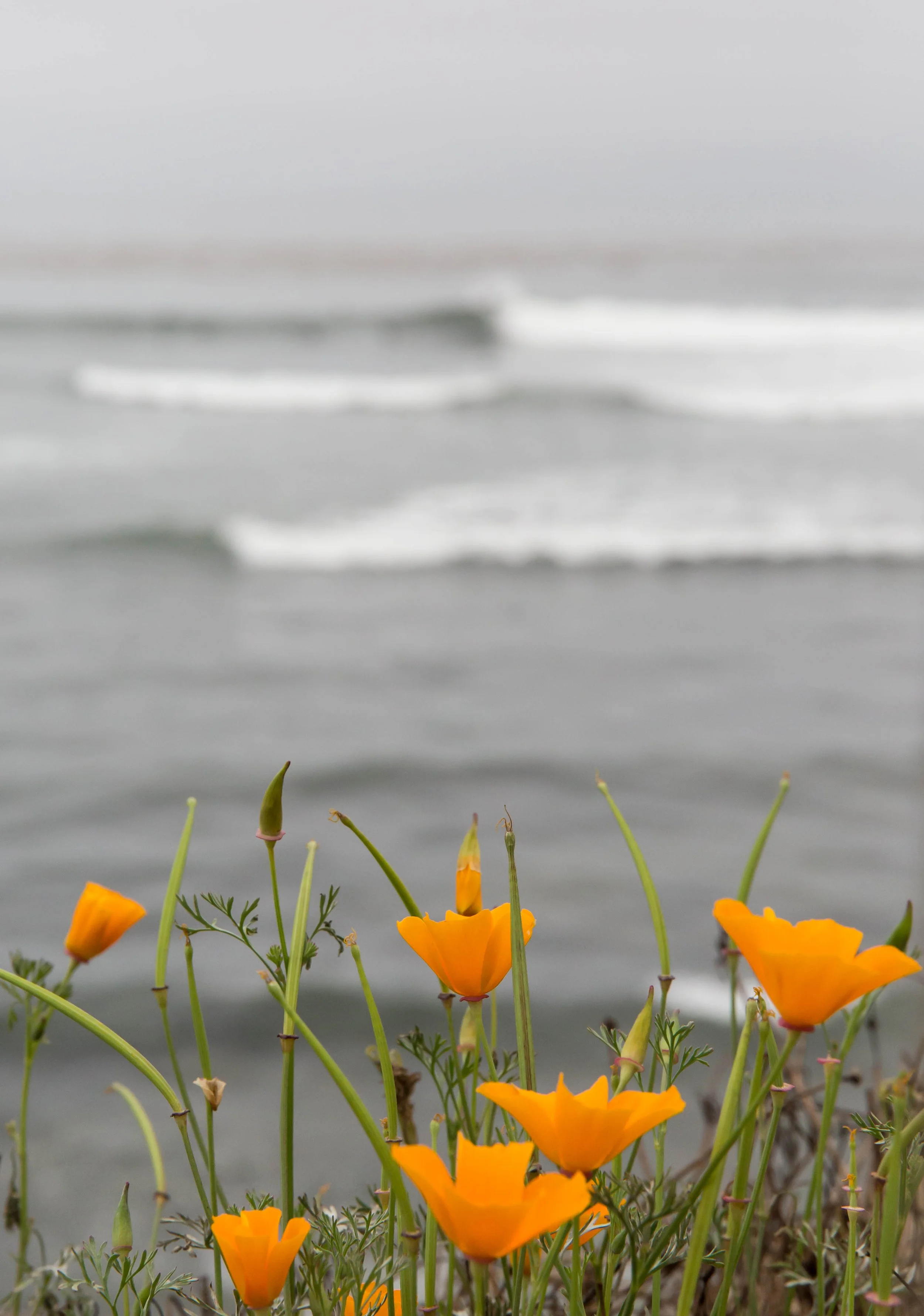 California Poppies & Surf