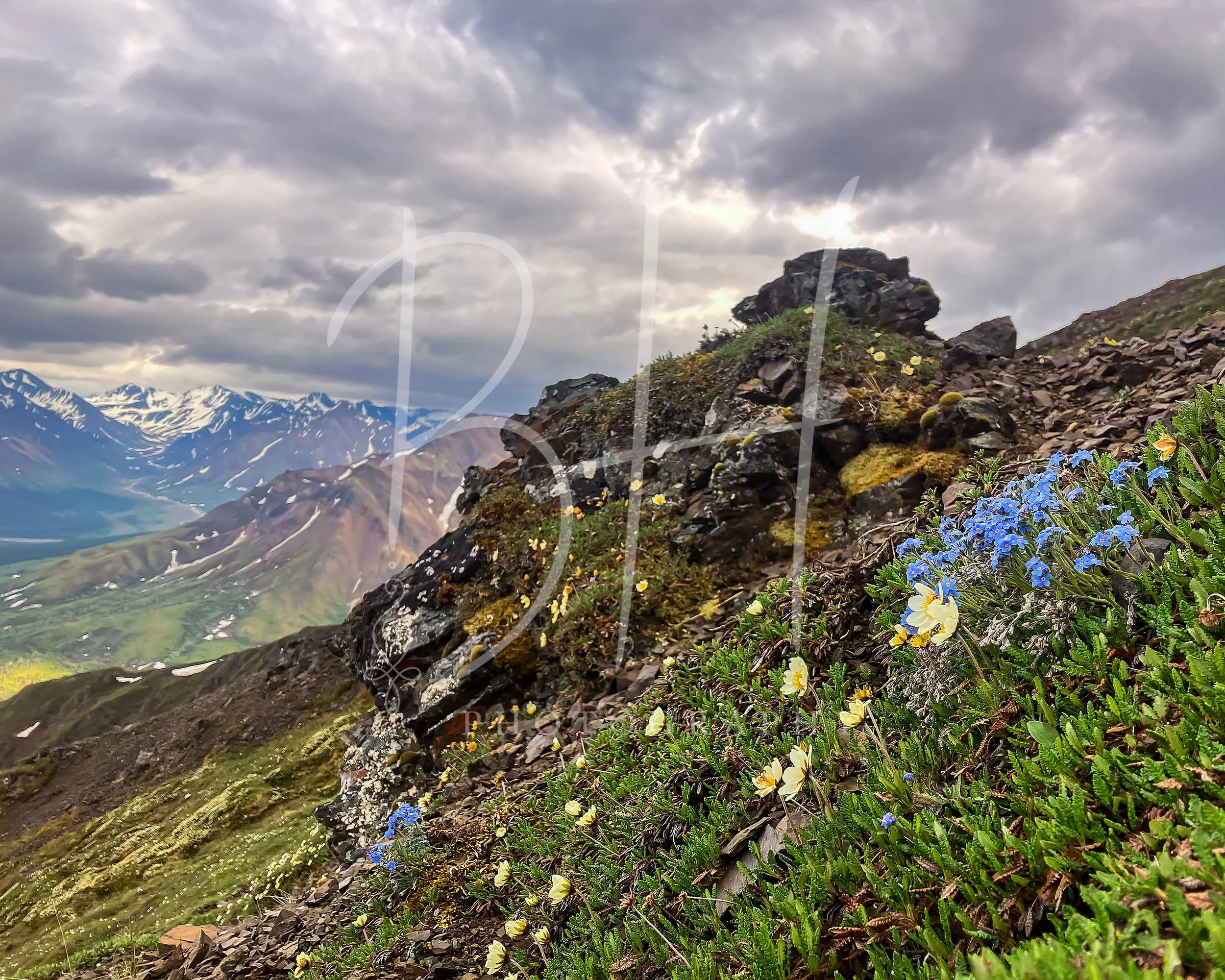 DenaliFlowerMountains-Watermarked.jpg