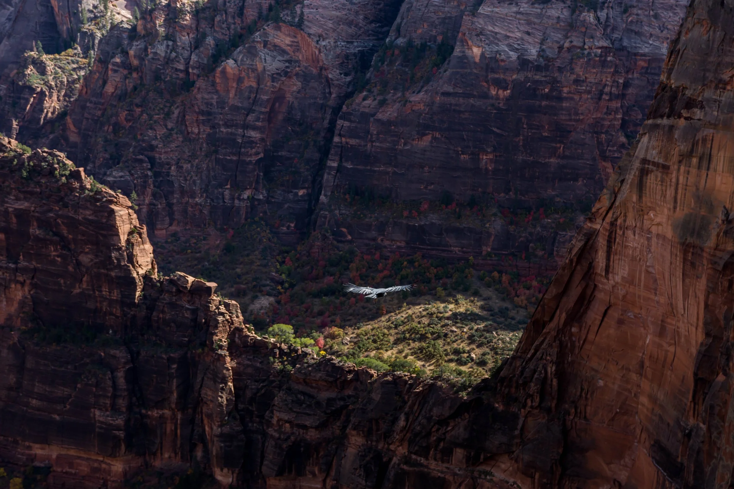 8_205778-Zion.jpg