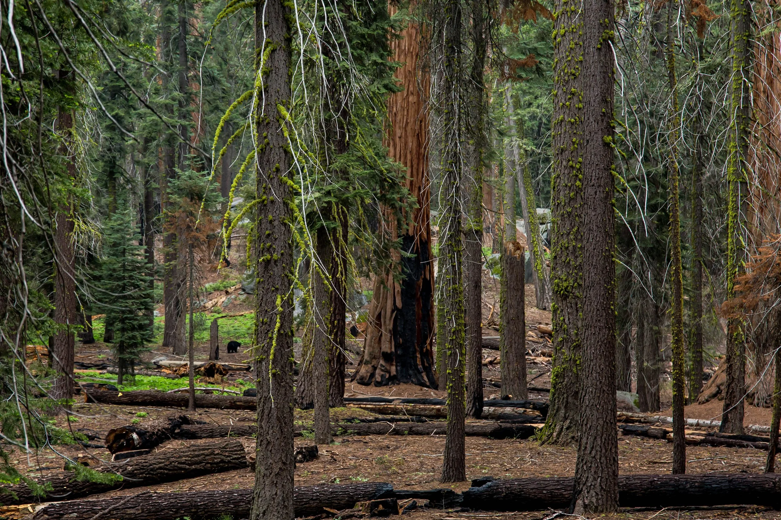 8_208583-Sequoia.jpg