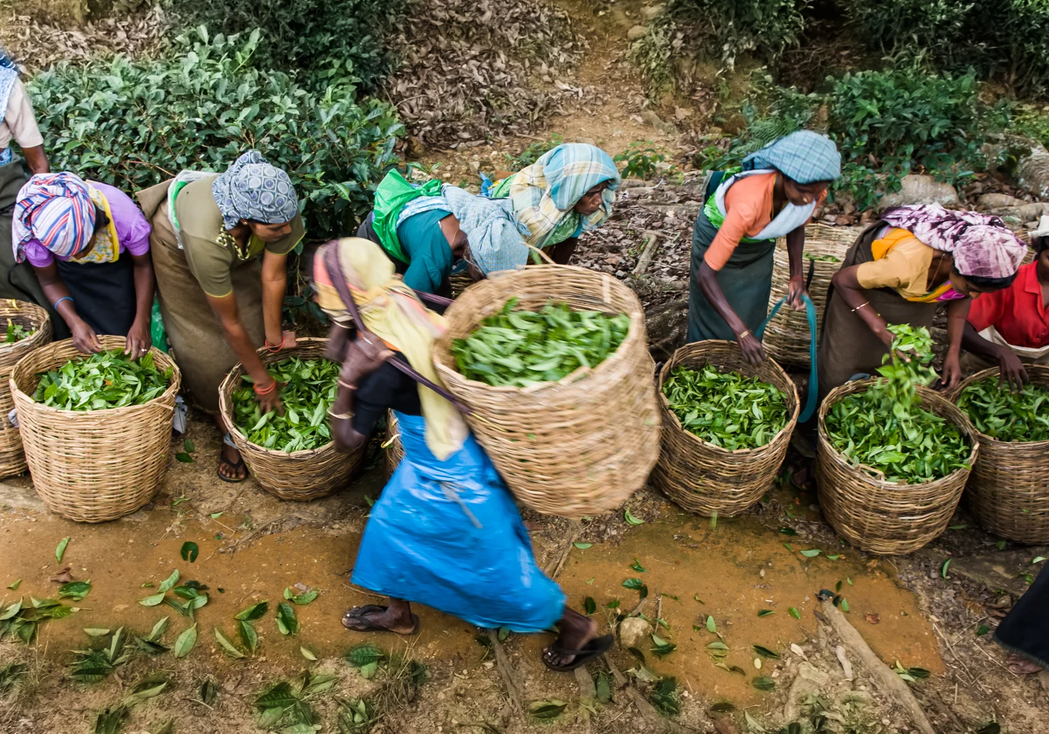 Tea Plantation Sir Lanka