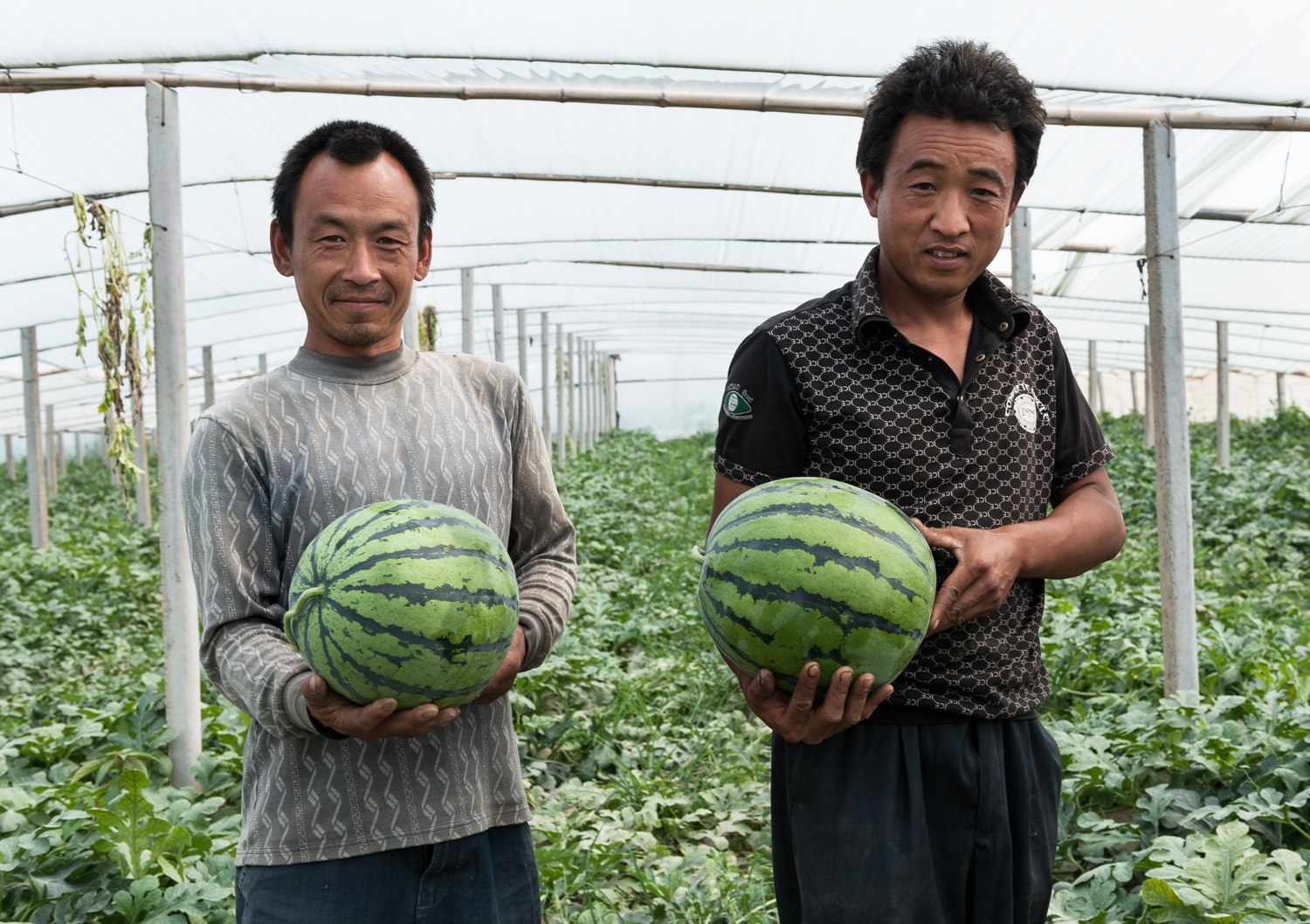  Watermelon Farmers China Mosaic 