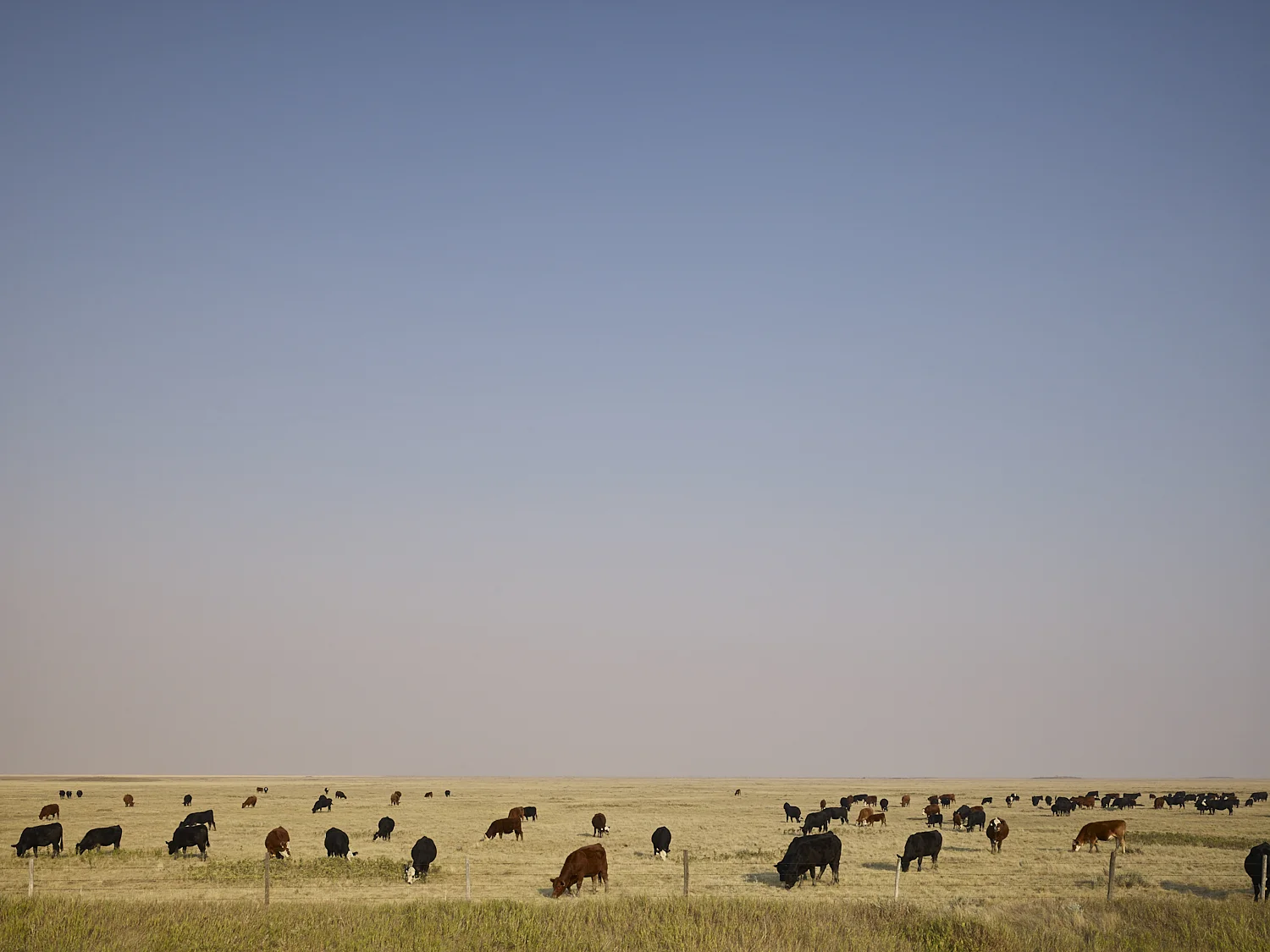 cleared 02, South of Milestone, Saskatchewan, Canada, 2017