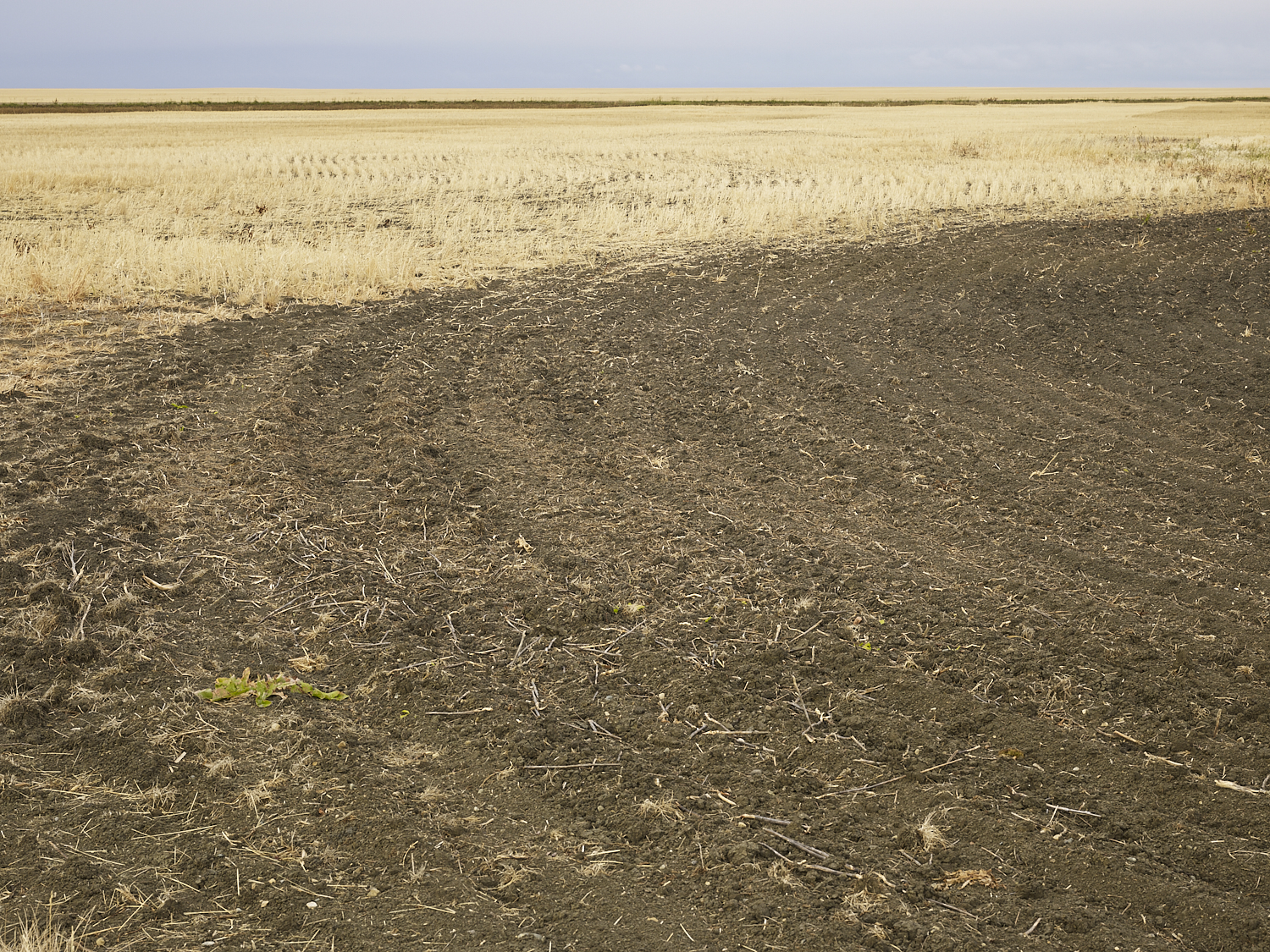  Traces 06, South of Regina, Saskatchewan, Canada, 2017 