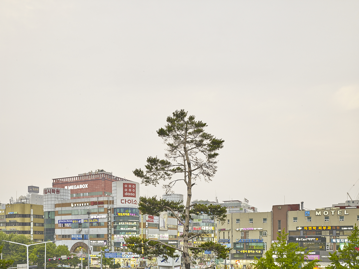  Tree, Ansan, South Korea, 2016 