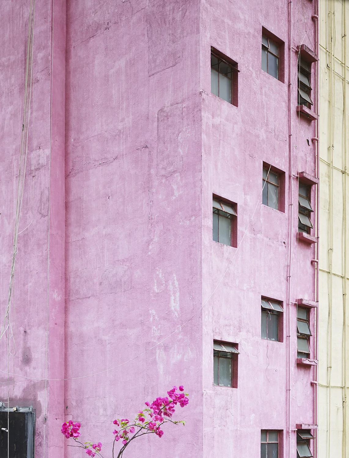 Flower and building, Central Hong Kong, 2017