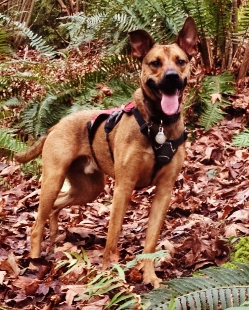 crop for website jake in the woods.jpg