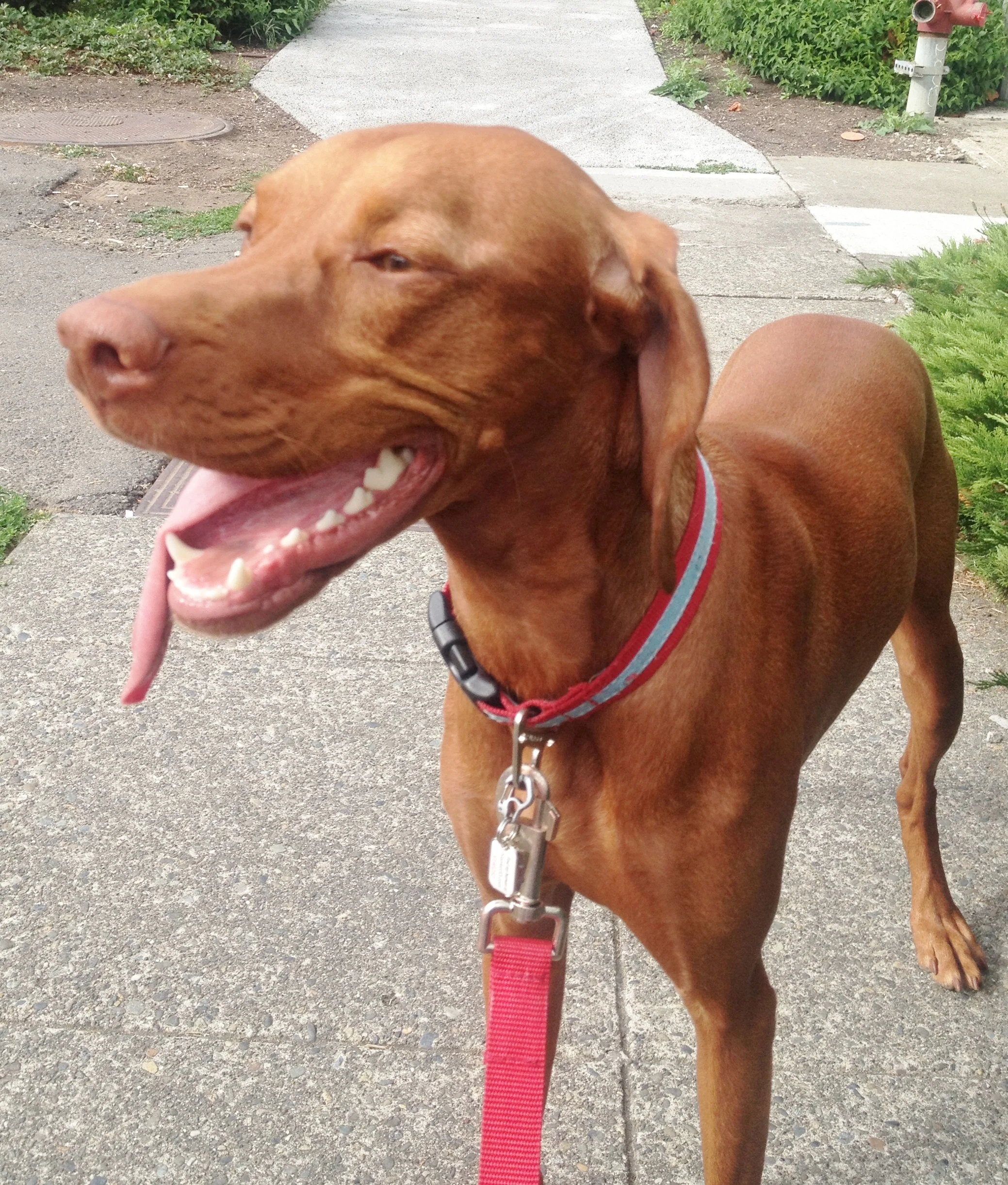 crop for website Goulasch smiling.jpg
