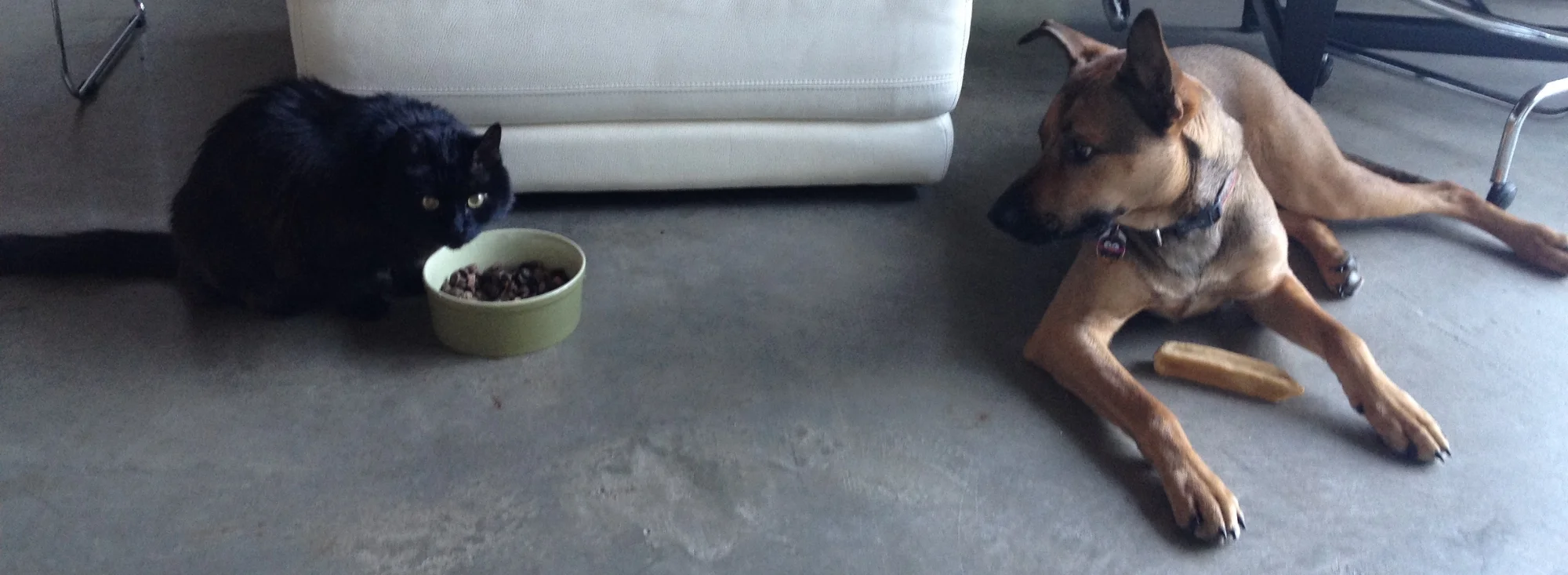 crop for website sam eating out of jake's bowl.JPG