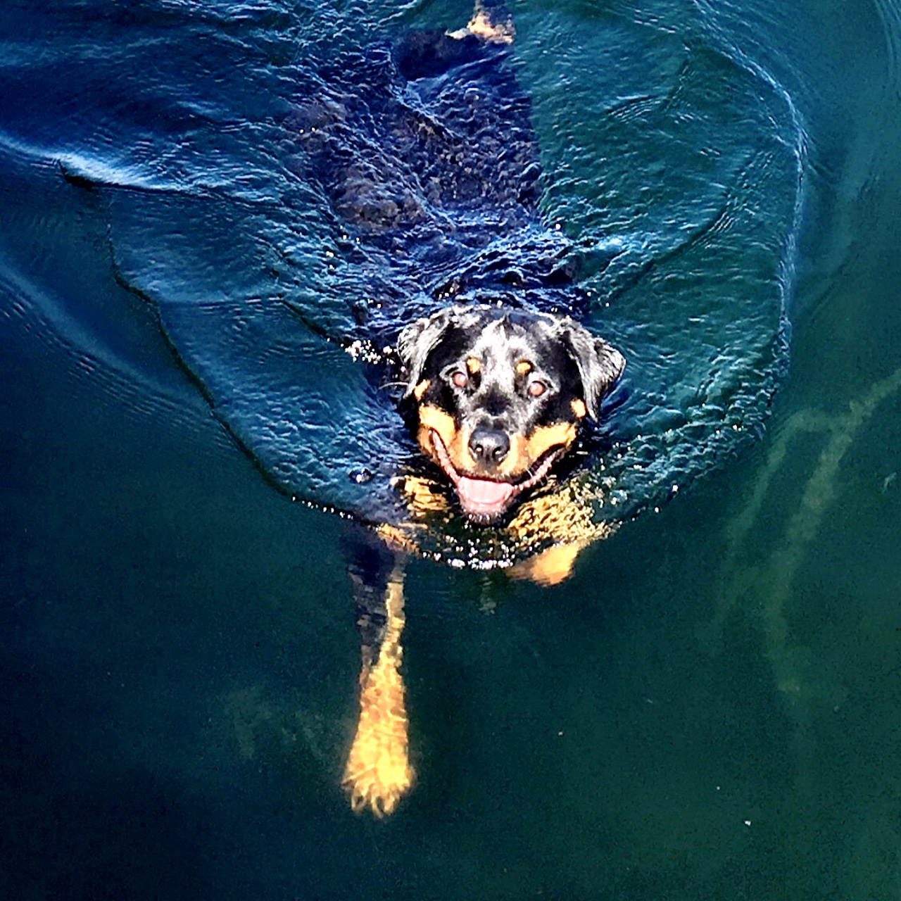 Bella swimming.jpeg
