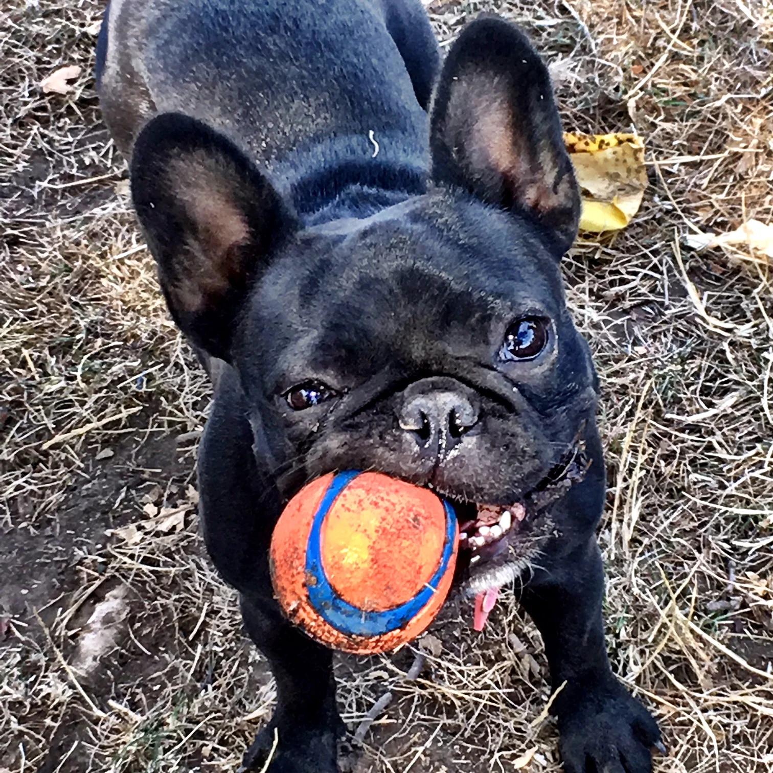 Sophie with ball.JPG