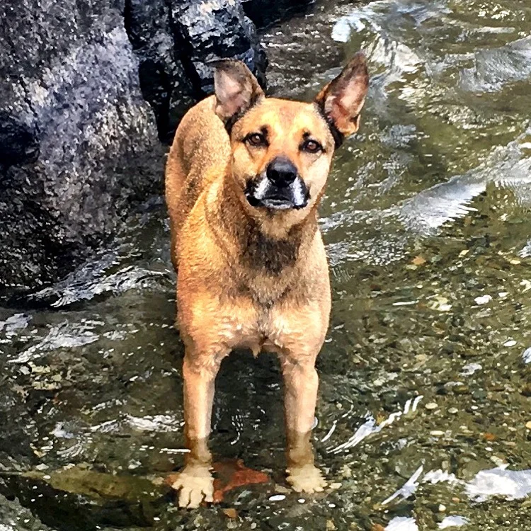 Jake in the water.JPG