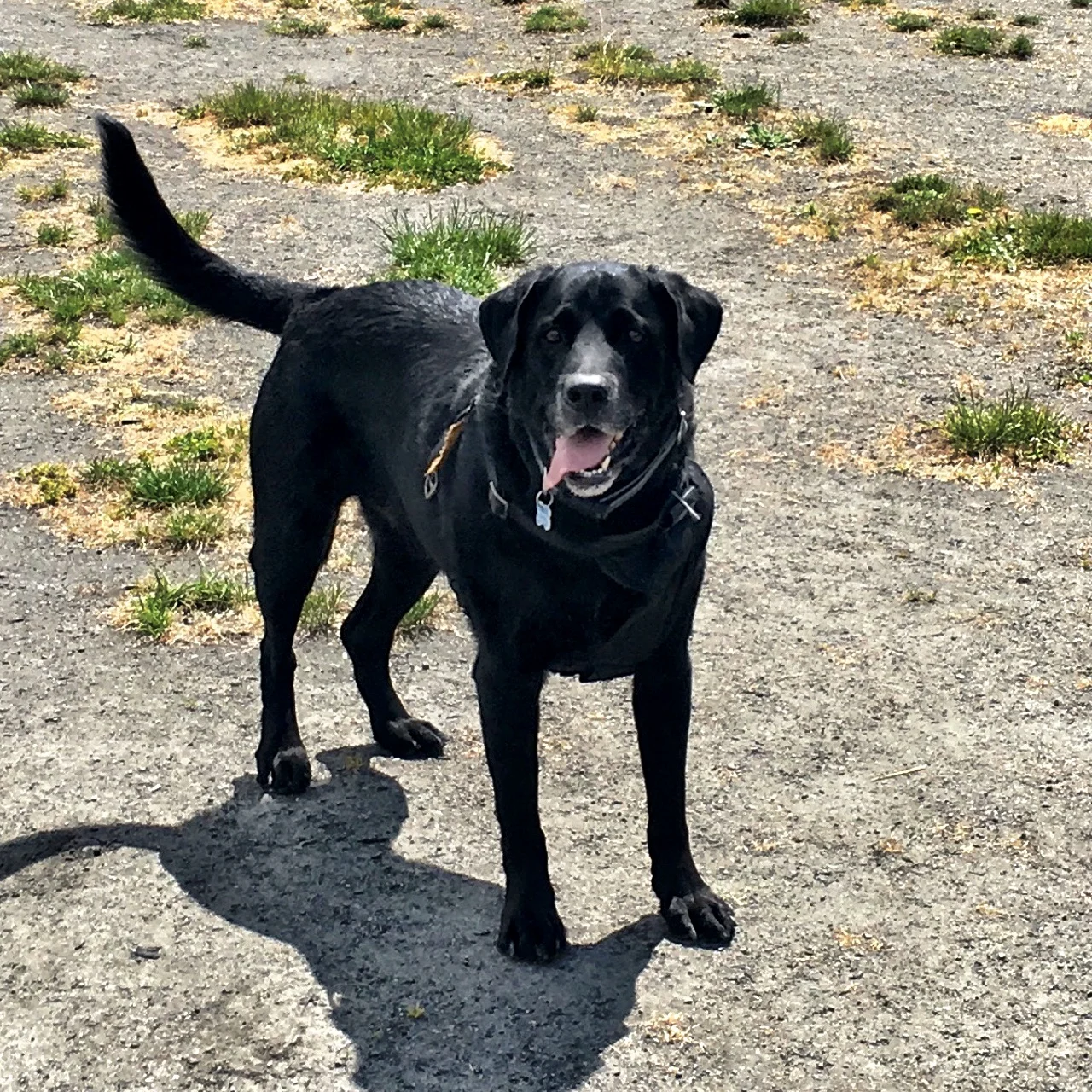 Brody.JPG
