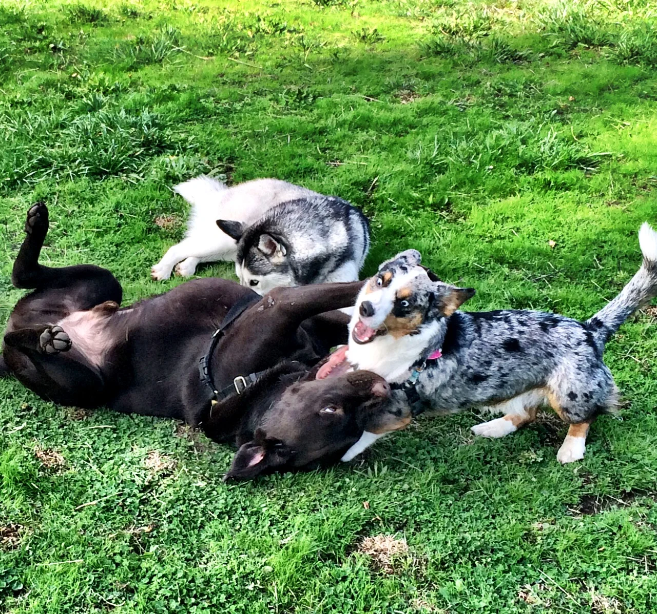 Levi, Rudy & Fjord.jpeg