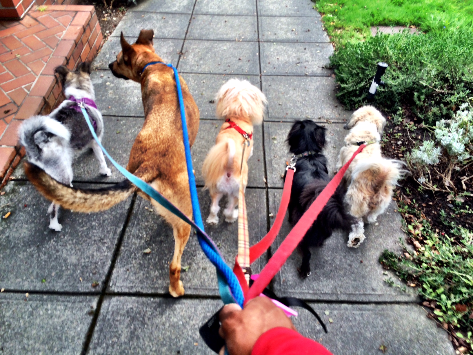 small pack walk.jpeg