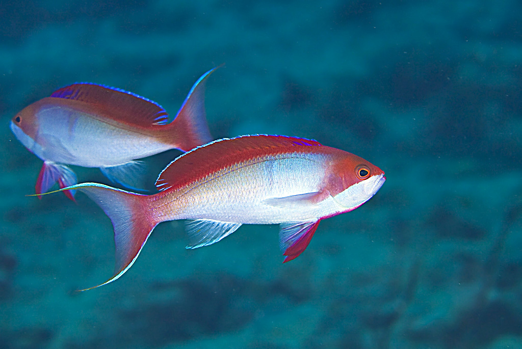 PSEUDANTHIAS KASHIWA.jpg