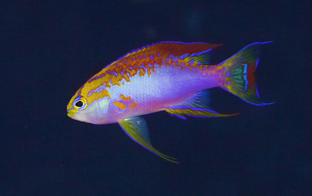 PSEUDANTHIAS VENTRALIS.jpg