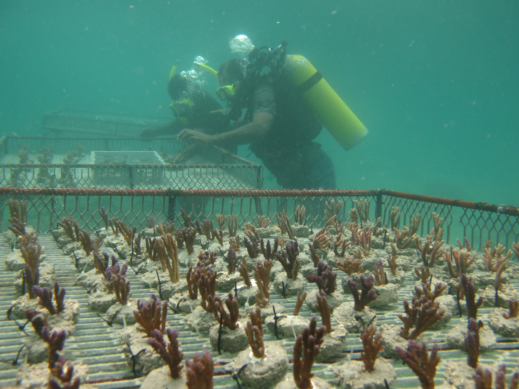 CULTURED CORAL PROJECT IN PNG3.JPG