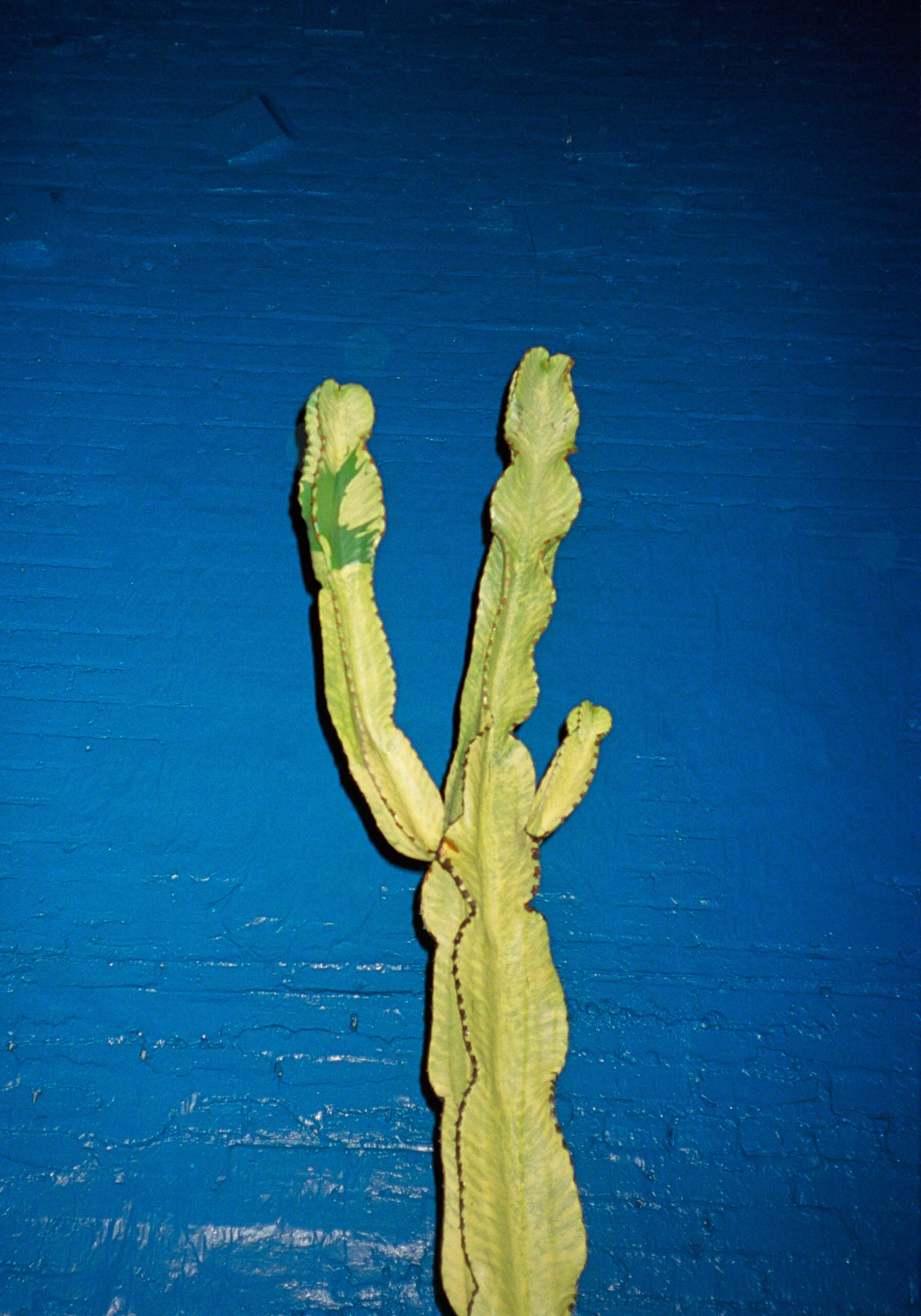 Untitled#1_web.jpg