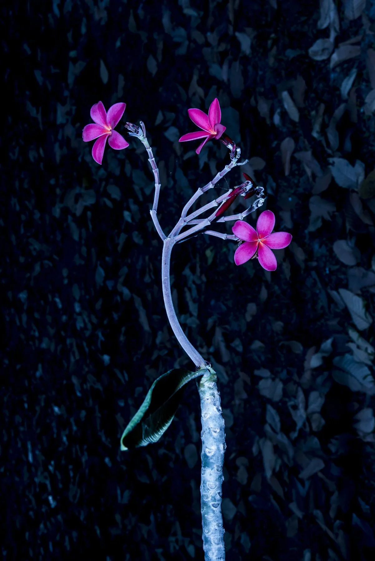 Venus Flytrap-1.jpg