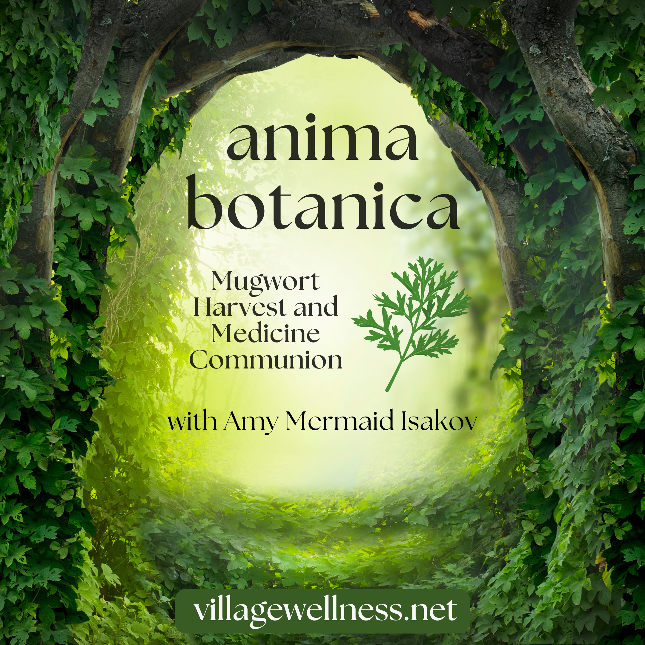 Anima Botanica - Mugwort Harvest and Medicine Communion