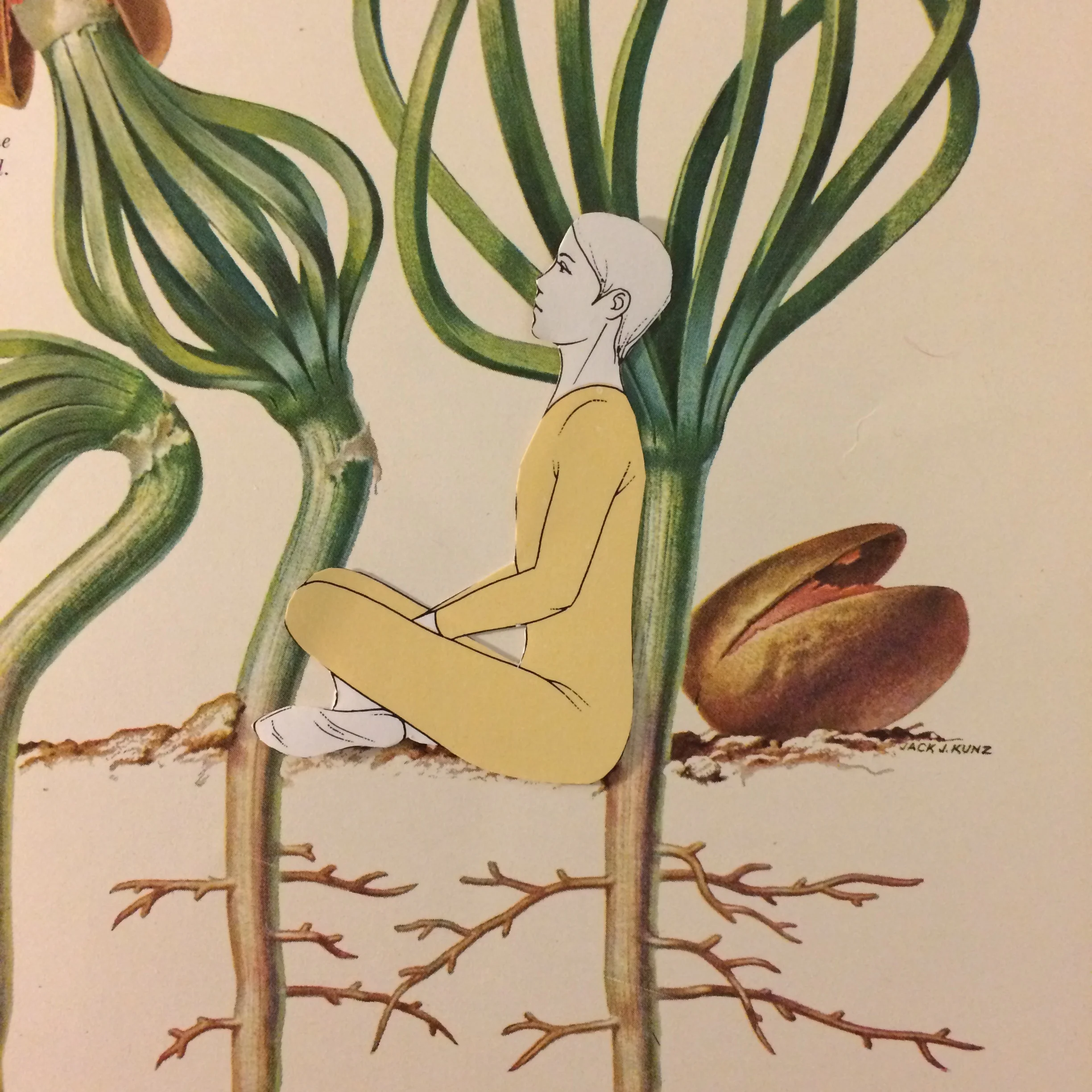 seed_leanbacl.jpg