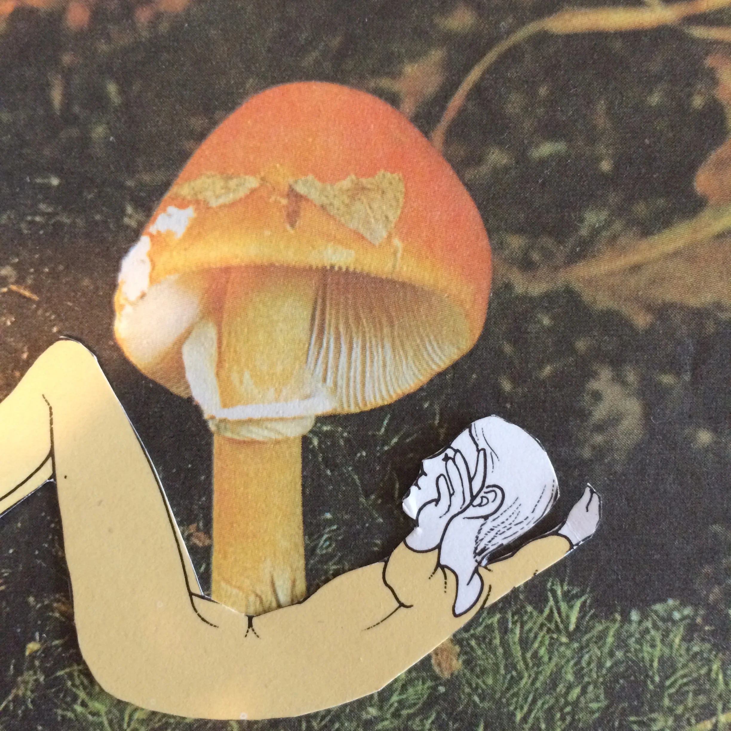 mush04.jpg