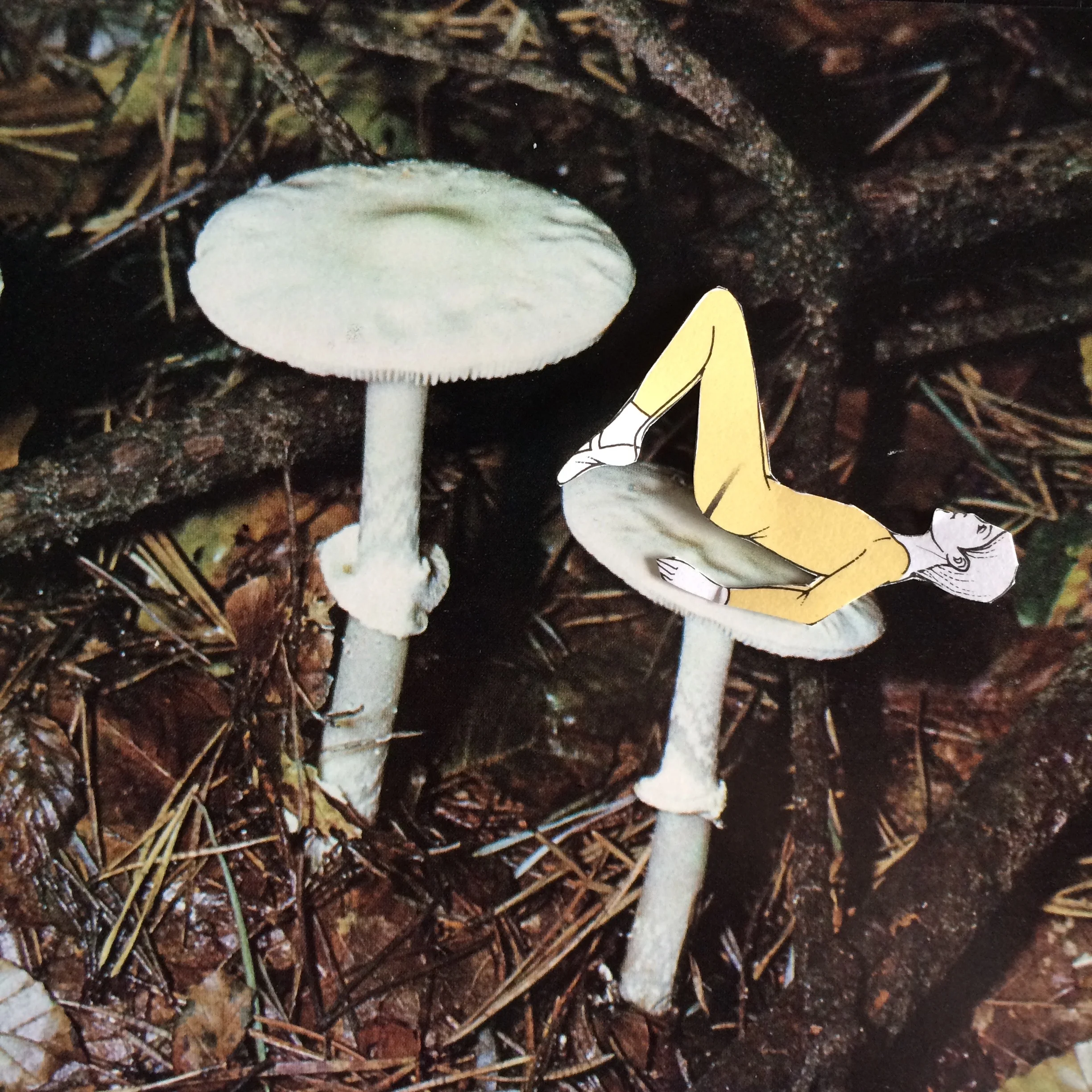 mush19.jpg