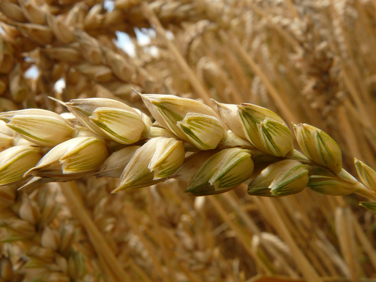 "those that were sown on the good soil are the ones who hear the word and accept it and bear fruit, thirtyfold and sixtyfold and a hundredfold." (Mark 4:20 ESV)