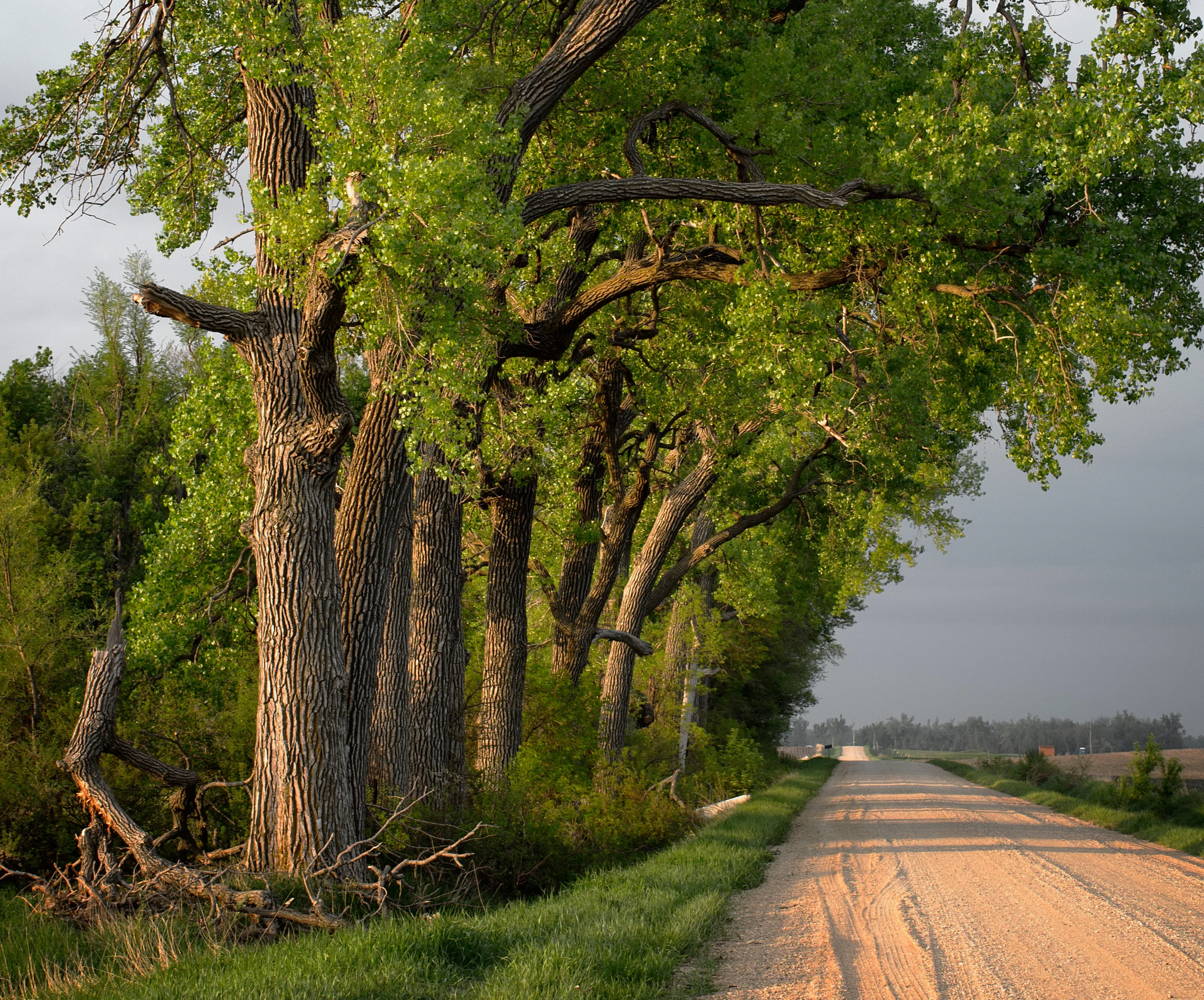 "A grove of old cottonwoods still stands in the same place my dad took my sister and me to 45 years ago. And we discovered fresh asparagus growing there, just like it has every year since our first visit. Knowing where to look is often a well-kept secret, like hunting for other wild foods, since it's disappointing to arrive at a favorite patch and find it's already been harvested ."