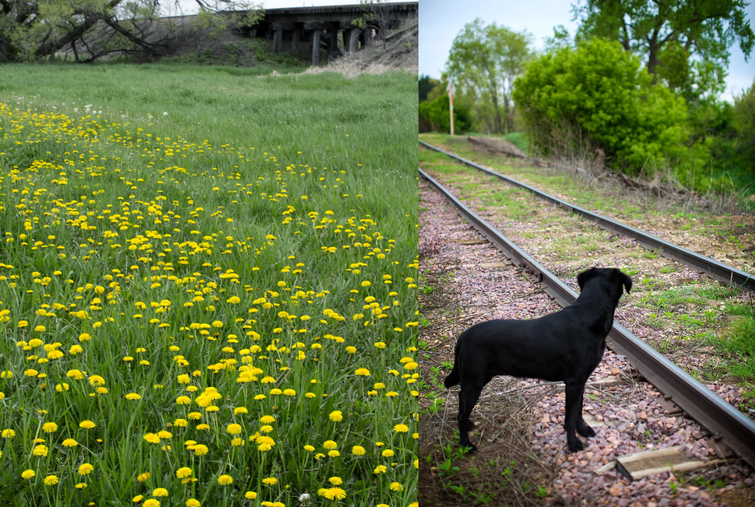 "When I was a kid, we'd go out in the late afternoon warmth before supper, to check around for a bunch of asparagus to bring home. We'd know it was time when the first dandelions were in full bloom. We always brought our dog along, giving us a good excuse to head out for a walk. Our dog instinctively knew what we were looking for and would run ahead, chewing off the tips of the first spears he found. I don't think he really liked them, but just wanted us to know he knew the goal of the treasure hunt. One of my dad's favorite places to search was along railroad tracks."
