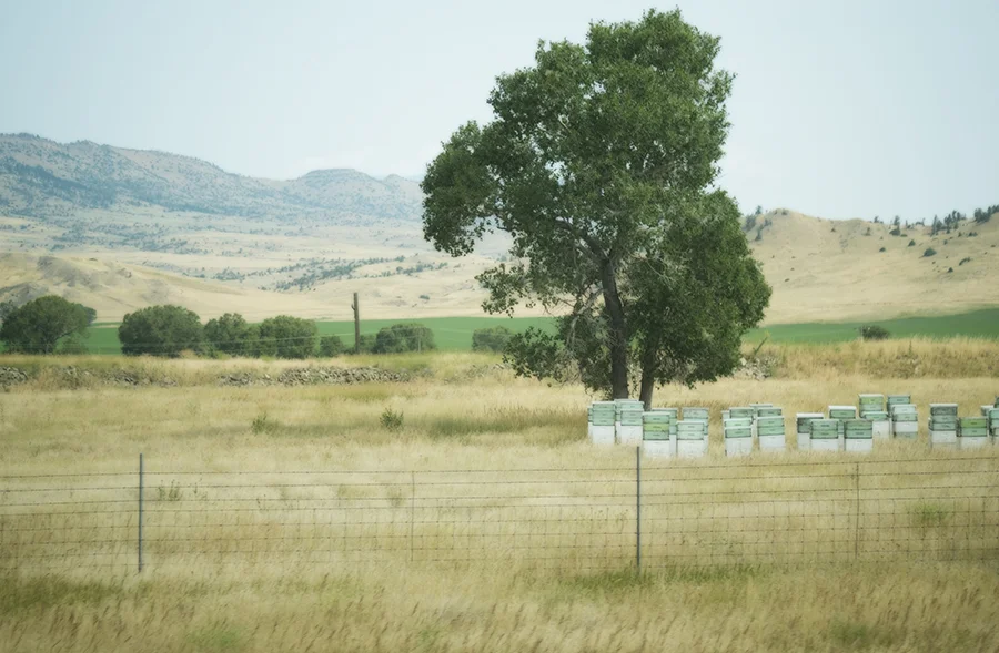 Honeybees are the only insects that produce something that we value enough to eat. And the history of keeping bees and cultivating their honey is ancient. So catching fleeting glimpses of beekeepers’ hives alongside a prairie highway is nothing special; they’re everywhere if you look.