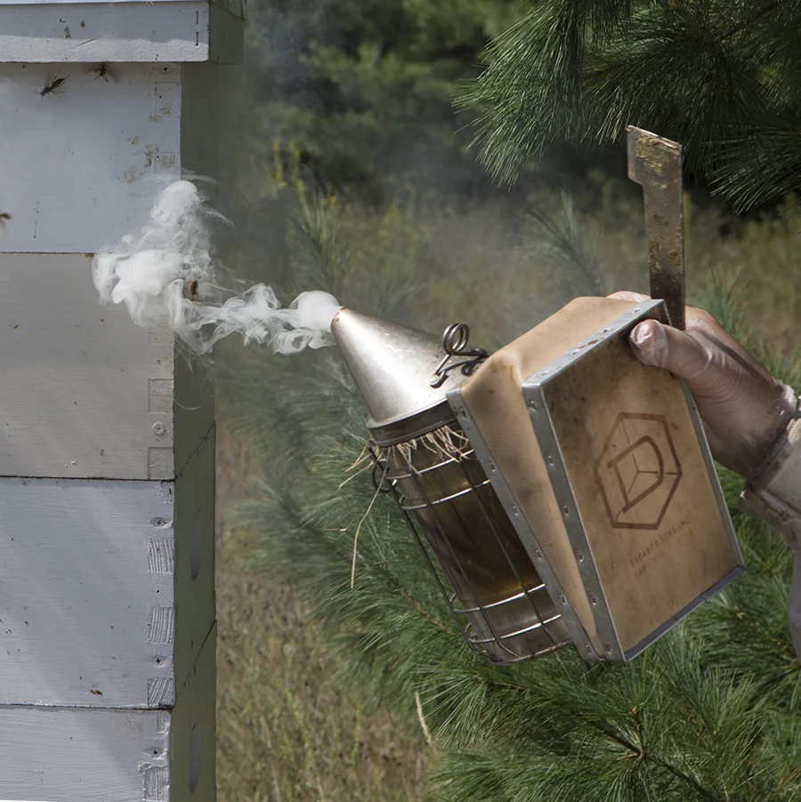 There are a couple of reasons why a whisper of smoke helps a beekeeper maintain calm when checking on a hive. One is that the smoke, which is created by burning materials like fallen pine needles, along with a handful of green grass to mute the heat, masks any scent a frightened bee might send to her hive mates that a stranger is nosing around. But Mike told us that it’s also a primitive instinct that if they sense smoke it means fire is close by. So they dive into the hive to take a long drink of honey to fortify themselves if they have to flee. A honeybee with a full tummy is lethargic, like we are after a big meal, and less likely to be aggressive in defense of their home.