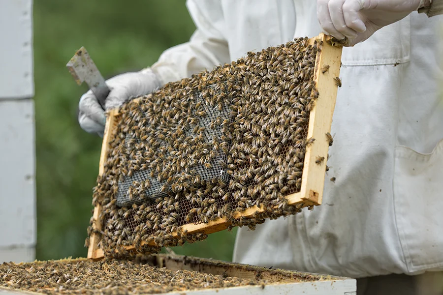 As Mike introduces the new queen to her new family, he keeps her in a cage until they learn to recognize her scent.