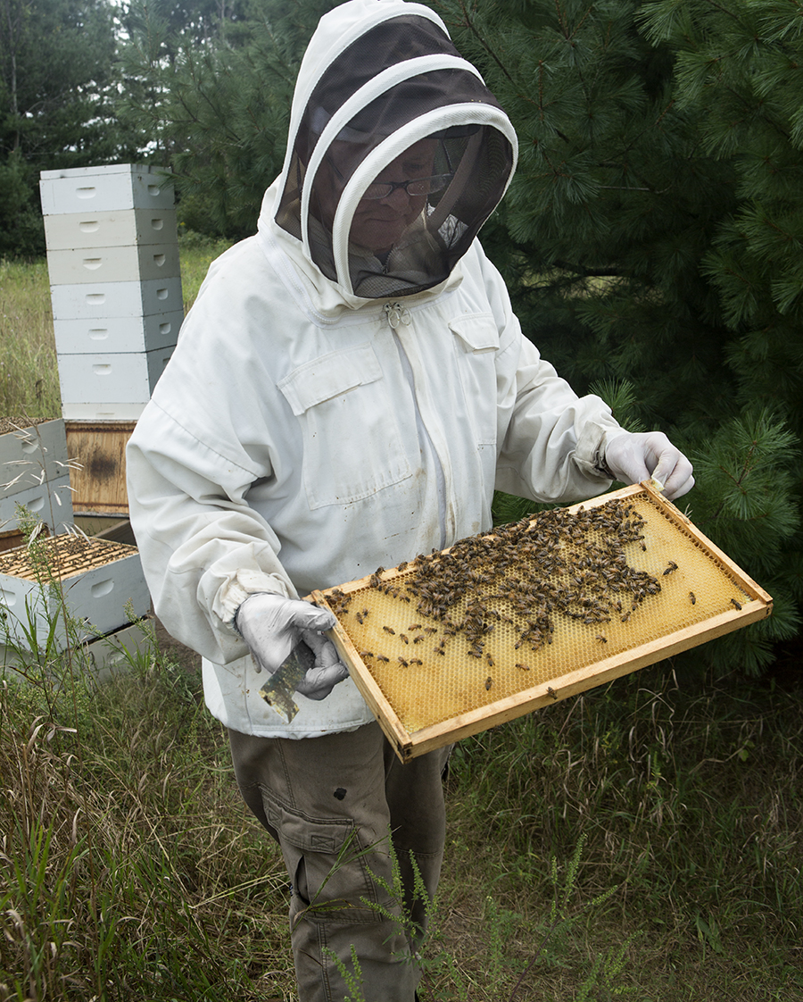Beekeepers intently watch over their hives, being sure they have enough water close by during the warm summer months and monitoring how the honeycomb frames of the “supers” or honey-collecting upper stories of the hive are filling up. The lower part of the stacked hive are the bee condos, where the larvae incubate and honey is deposited into the colony pantry for food. The queen lives there, attended to by her ladies-in-waiting, after leaving her hive to mate with as many as 10 to 12 drones. These encounters are enough to last her for her lifetime of propagating the hive. The key to a healthy colony is an extremely fertile queen. The queen bee is kept out of the supers, so that only honey we want to eat is deposited into the honeycomb. Mike watches for when each frame is almost completely capped over with beeswax. Honey collection culminates as the late summer goldenrod is in bloom, right around Labor Day weekend in the Midwest.