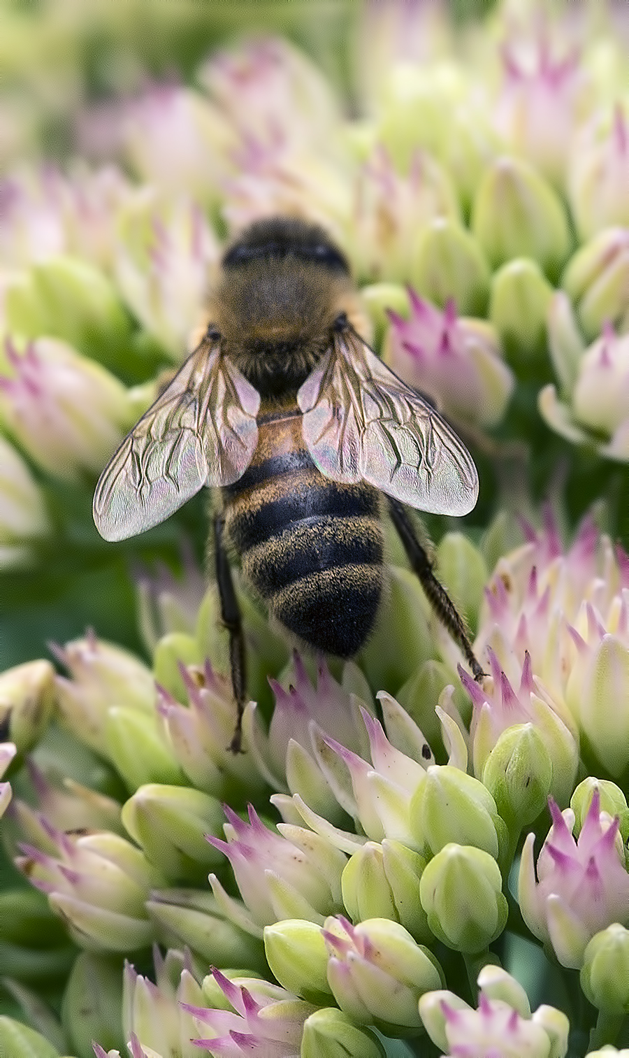 I stand corrected. My somewhat ignorant reference to “raising bees” was met with a raised eyebrow and immediate correction. It’s “bee keeping” or essentially being good stewards of these tiny creatures. And we learned that bees clearly need no help from humans establishing thriving communities. We just benefit from the excess of their extraordinary productivity. Maybe humans could take a few lessons from a busy bee cooperative.